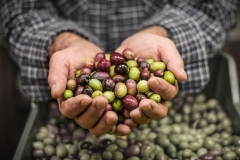 Emporium-Savannah-olives